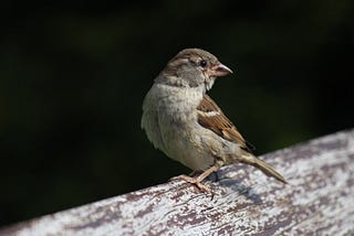 It is not just a bird