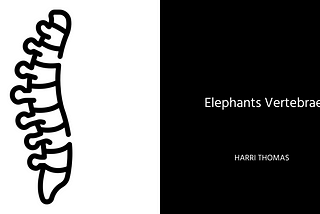 Elephants Vertebrae