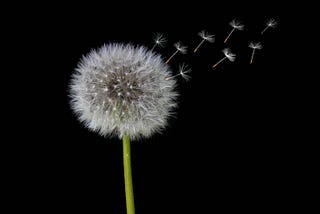 The Dandelion Effect