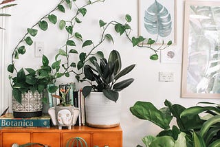 Indoor plants