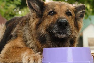 What are the top 5 dry senior dog foods 2024?