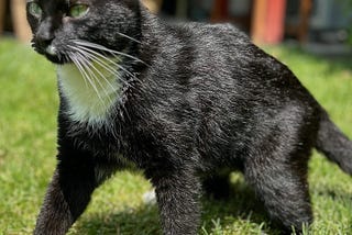 Chat as Code is the New Cat on the Block