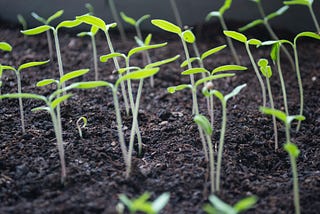 Green sprouts