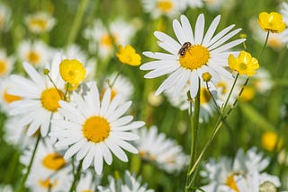 White daisies and yellow buttercups on a field of green grass