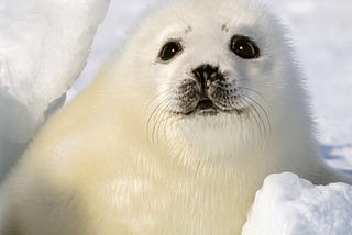 How humans are evolving into Harp Seals — maternity challenges in a corporate world!