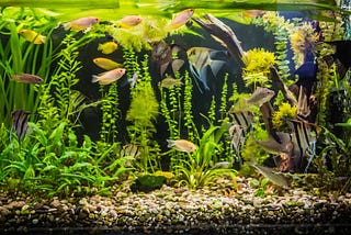 Creating a freshwater aquarium is an exciting journey, but it’s important to start off on the right…