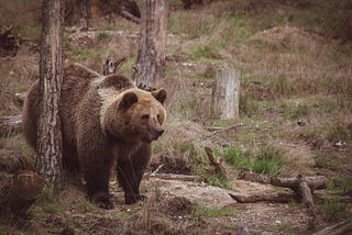 Strategies of Backcountry Bear Avoidance and Securing Food