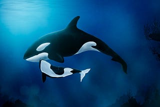 Menopause, Motherhood, And The Orca Whale.