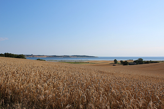 An expansive field of wheat with ocean in the background.