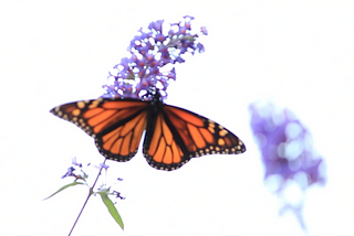 A Homeless Man and a Butterfly