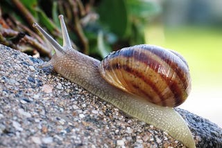 2020 is the Year of the Snail