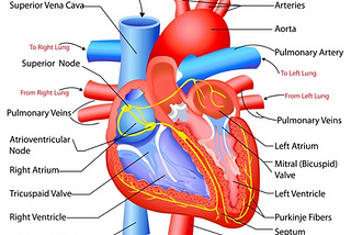 Macro Level Electrical Functioning of Heart