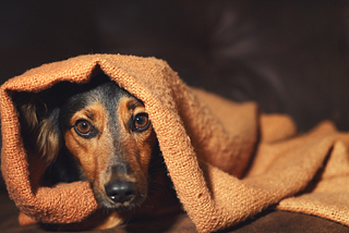 Great Ideas to Curb Pet Anxiety |