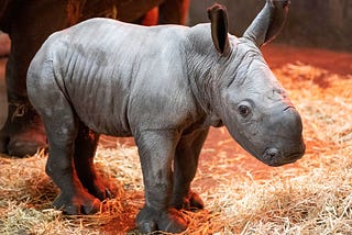 Baby white rhino born at West Midland Safari Park