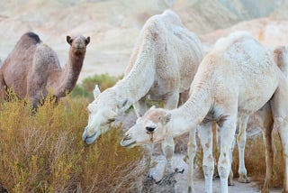 CAMEL MILK, THE NEXT SUPERFOOD