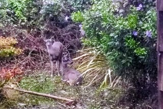 Two deer rests in a verdant scene of green in creative worker Boots Davidovitch’s essay on exploring creative guesting without much money and on a budget.