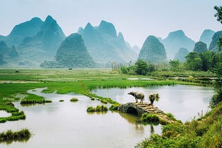 An old Chinese farmer with a water buffalo in a rice field