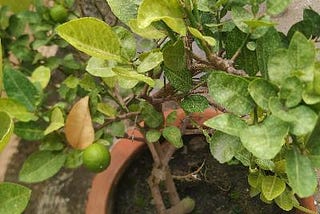 How to grow and care Lemon plant