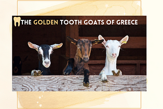 The Golden Tooth Goats of Greece