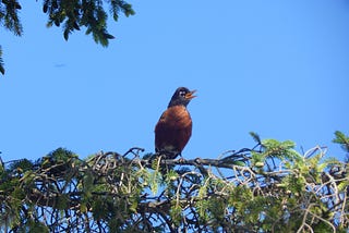 What is the first species of bird to chirp at dawn, and why?