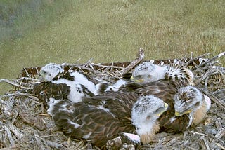 What’s on the menu? 
How a state-endangered species has changed its’ diet to survive