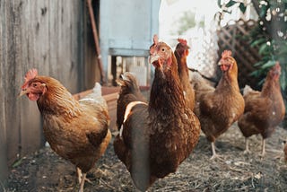 Should I Erect a Fence over my Backyard Garden or Should My Neighbour Cage His Birds?