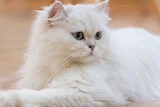 11 Common Cat Myths