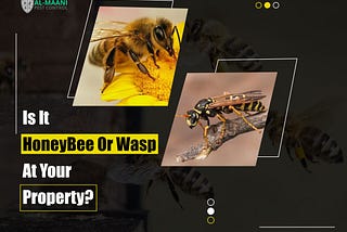 Is It Honeybee Or Wasp At Your Property?
