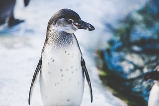 Penguins love Dancing