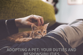 Pet Adoption Chronicles: Your Role in Your Fur Baby’s Life