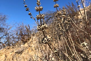 Dried up flowering stalks of a black sage (Salvia mellifera)