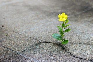 My Struggle to Publish and Why I become Successful
