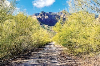 A composite image of a lonely dirt road leading into the wilderness with desert yellow trees on either side and tagged mountains in the distance (Tabor Canyon in Loreto, Mexico).