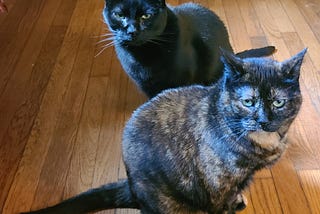 A Tale of Two Kitties