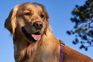 The smartest dogs — what are the smartest dog breeds?