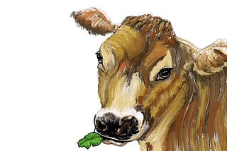 Cleo the Lettuce Eating Cow