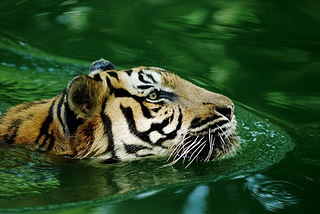 The Malayan Tiger: On the Edge of Extinction.