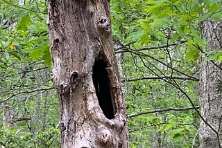 Trees, Possessed