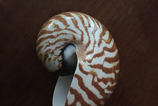 Chambered Nautilus (February 2019)