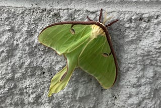 A luna moth sits on a cinder brick wall.