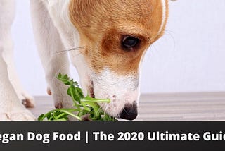 Vegan Dog Food | The 2020 Ultimate Guide