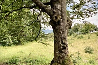 Questo albero lo incontri sempre quando vai al monte Valoria, partendo dal passo della Cisa.