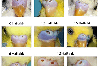 Muhabbet kuşu cinsiyeti ve yaşı nasıl anlaşılır?