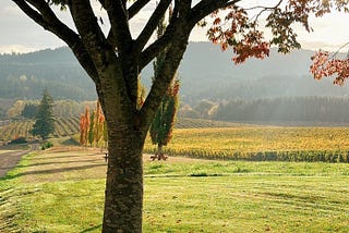 Mapping The Flavor of Willamette Valley’s Pinot Noir