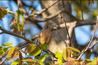 Laughingthrush and etymological eccentricities…