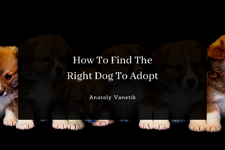 How To Find The Right Dog To Adopt