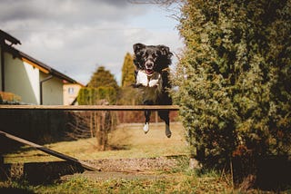 A black and white dog jumping over a fence.
