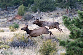 Bull and cow elk running across a field