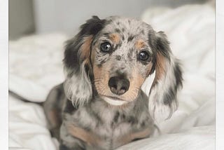 Dachshund Puppies For Sale In Texas | Stardachshunds.com