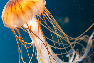 Unlocking the Secrets of Immortality: The Fascinating World of the Turritopsis Dohrnii Jellyfish